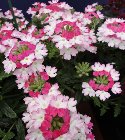 Verbena Lanai® Twister Pink